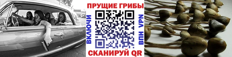 Купить закладки  Тулун  Галлюциногенные грибы Psilocybine cubensis 